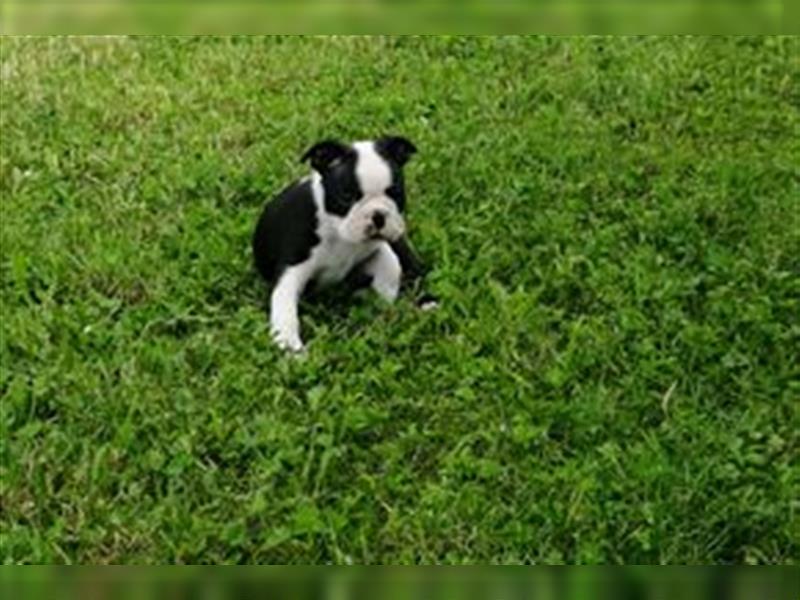 Boston Terrier Welpe Reiten Freizeit Hunde Welpen Hobby Tier