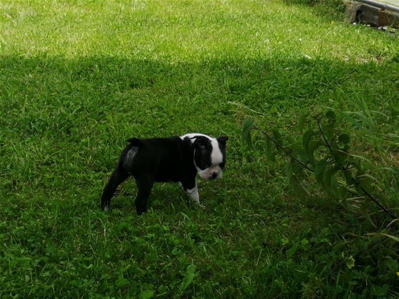 Boston Terrier Welpe Reiten Freizeit Hunde Welpen Hobby Tier