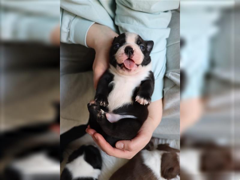 Boston Terrier Welpen