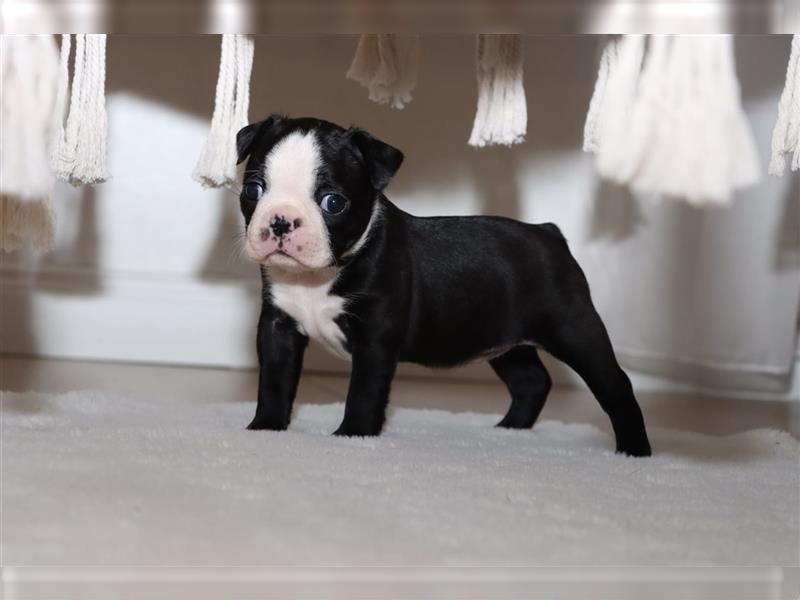 Boston Terrier Welpen