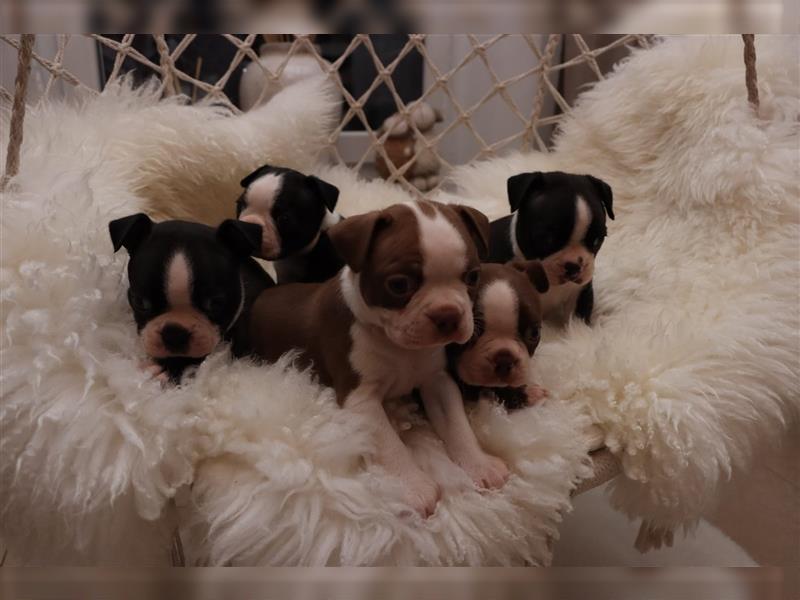 Boston Terrier Welpen