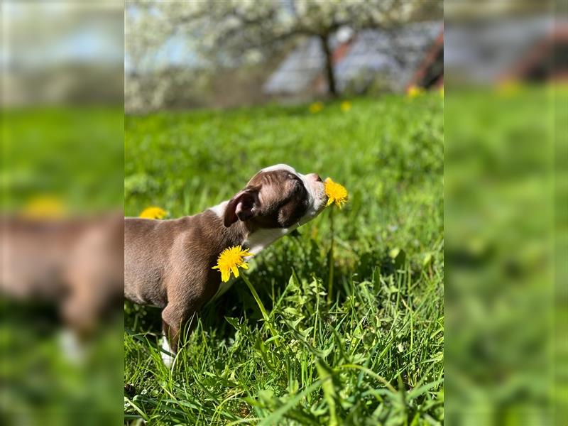 Boston Terrier in Farbe mit Näschen