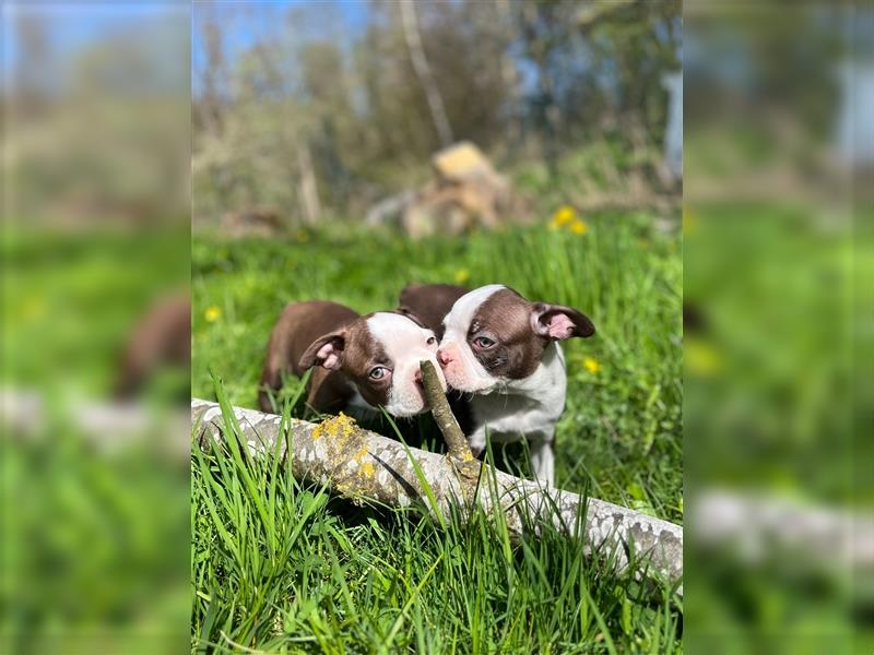 Boston Terrier in Farbe mit Näschen