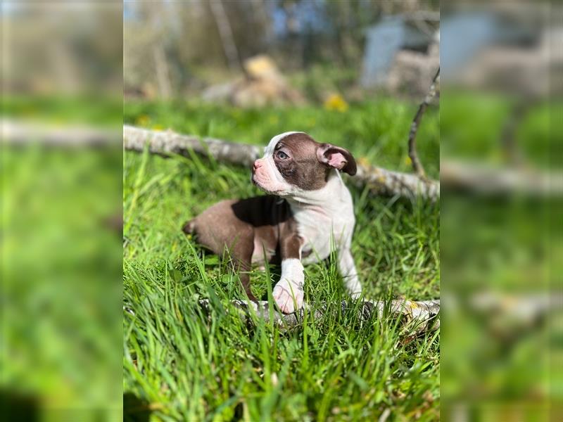 Boston Terrier in Farbe mit Näschen