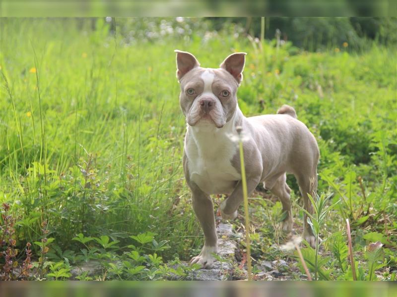 Boston Terrier Rüden mit Näschen