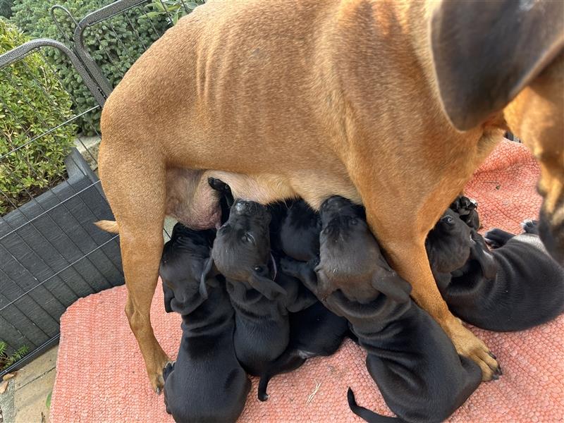 Boxer - Deutsch Kurzhaar Welpen