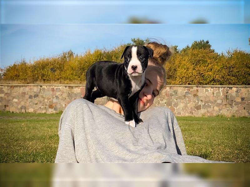 Bullboxer - Rasselbande sucht liebevolle Familie