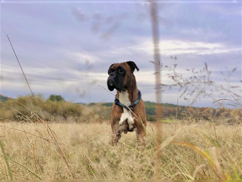 Bullboxer - Rasselbande sucht liebevolle Familie