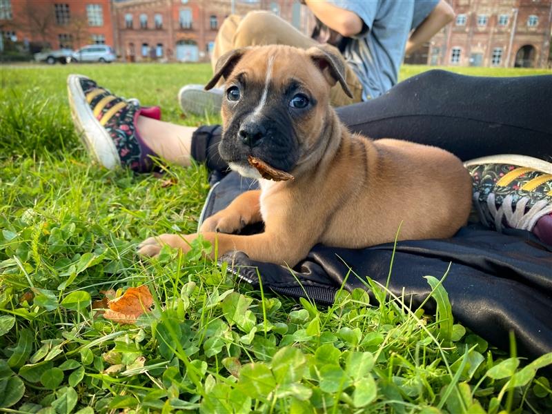 Bullboxer - Rasselbande sucht liebevolle Familie