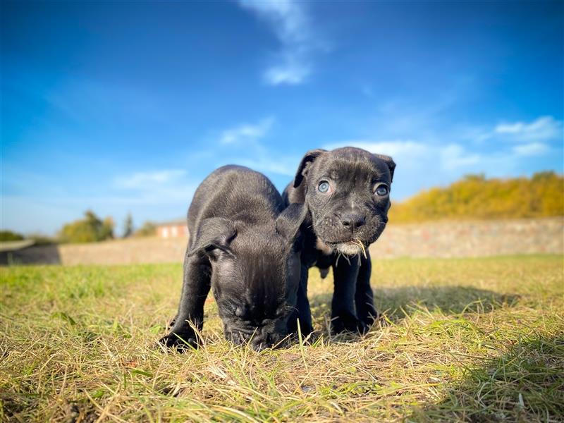 Bullboxer - Rasselbande sucht liebevolle Familie