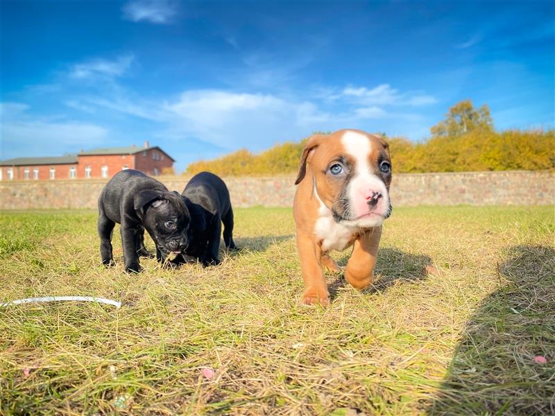 Bullboxer - Rasselbande sucht liebevolle Familie