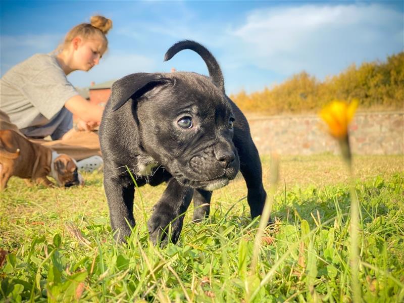 Bullboxer - Rasselbande sucht liebevolle Familie