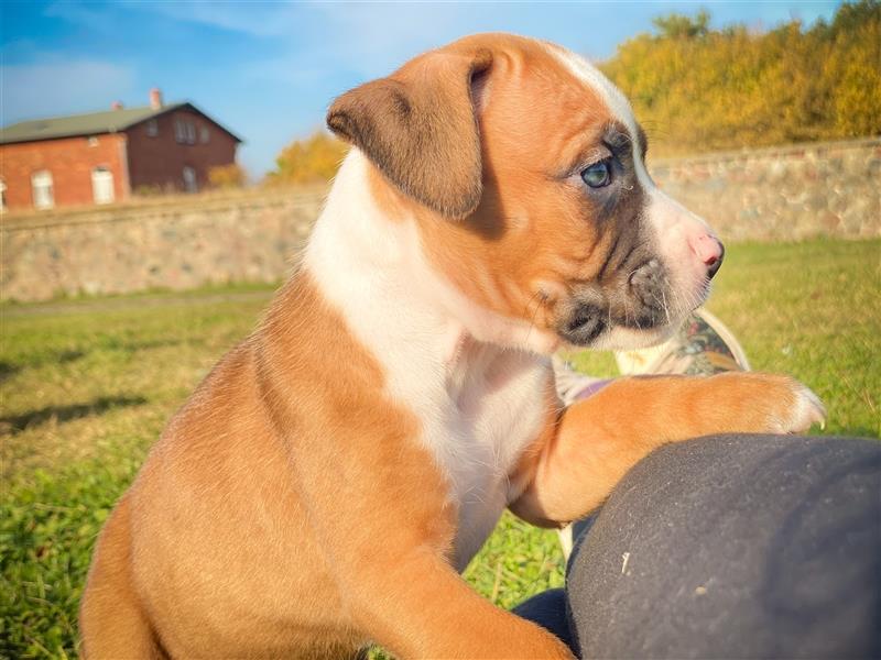 Bullboxer - Rasselbande sucht liebevolle Familie