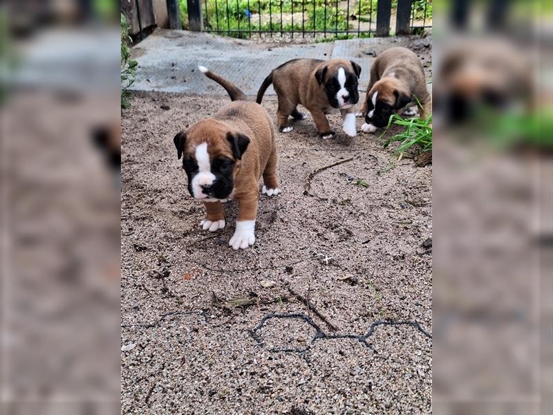 Boxer Welpen mit Ahnentafel