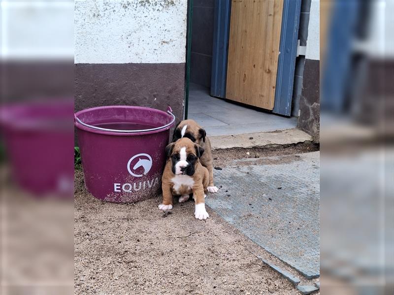 Boxer Welpen mit Ahnentafel