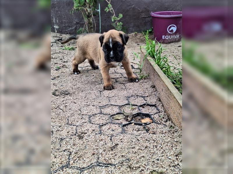 Boxer Welpen mit Ahnentafel