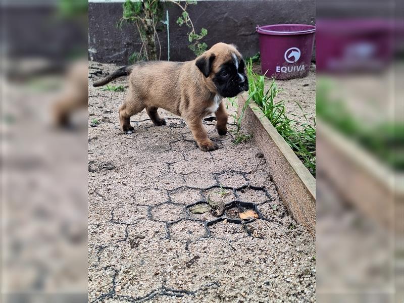 Boxer Welpen mit Ahnentafel