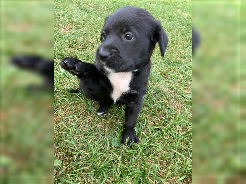 Boxer-Labrador-Retrievermixwelpen