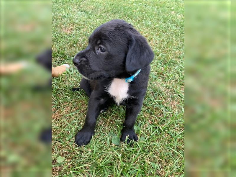 Boxer-Labrador-Retrievermixwelpen