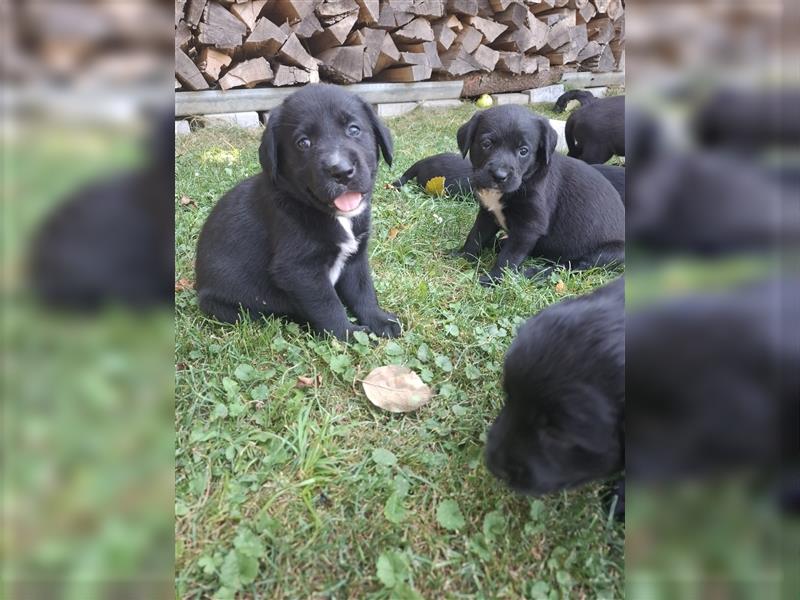 Boxer-Labrador-Retrievermixwelpen