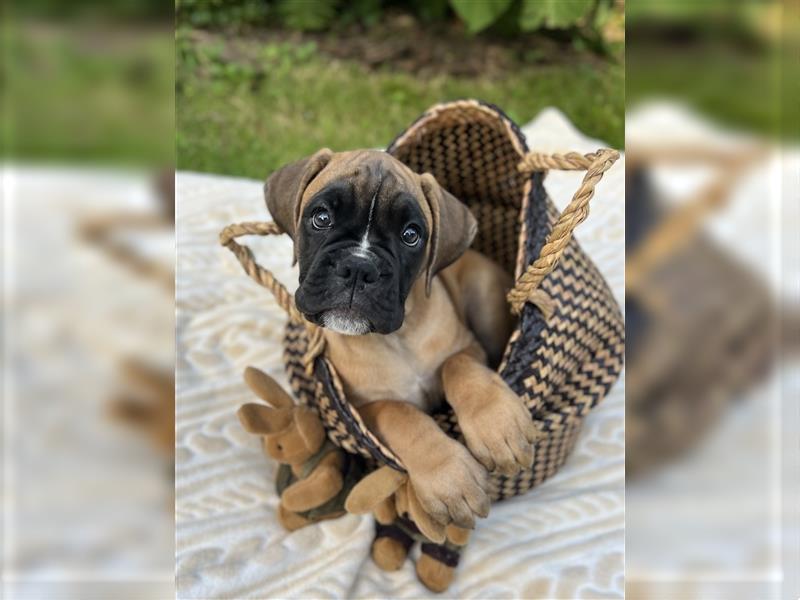 Wunderschöne Mixwelpen - Boxer -Boxer/Cane Corso