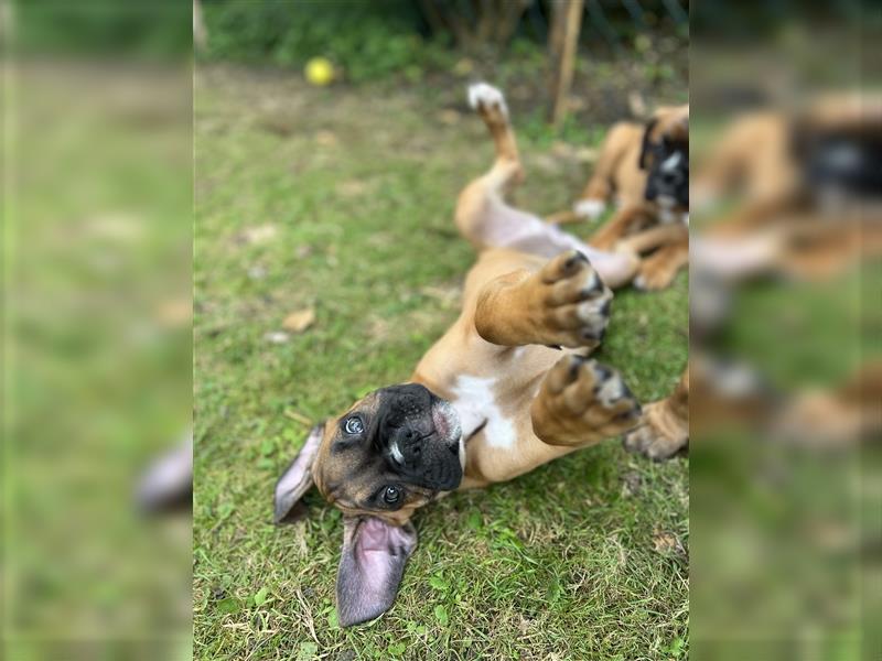 Wunderschöne Mixwelpen - Boxer -Boxer/Cane Corso