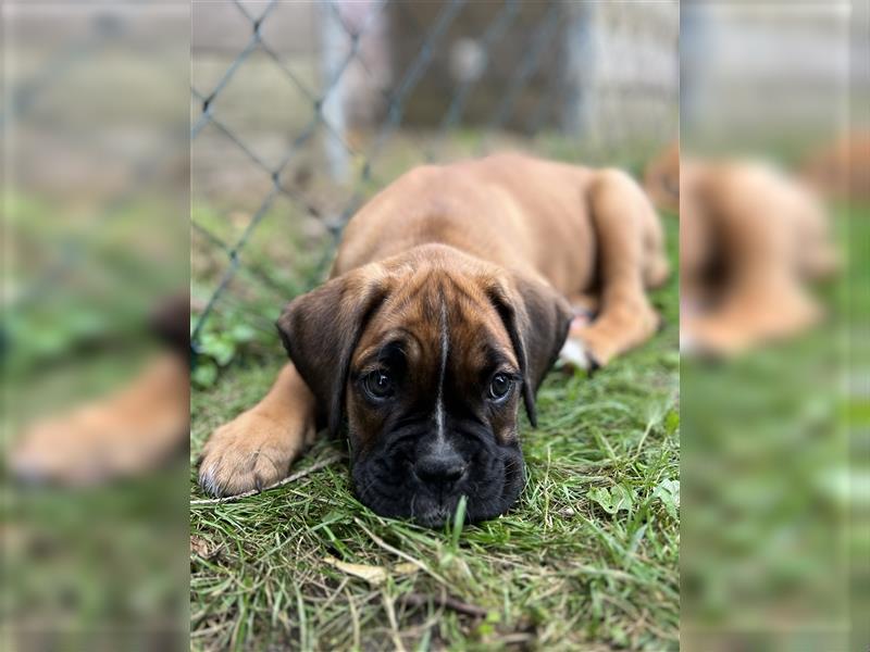 Wunderschöne Mixwelpen - Boxer -Boxer/Cane Corso