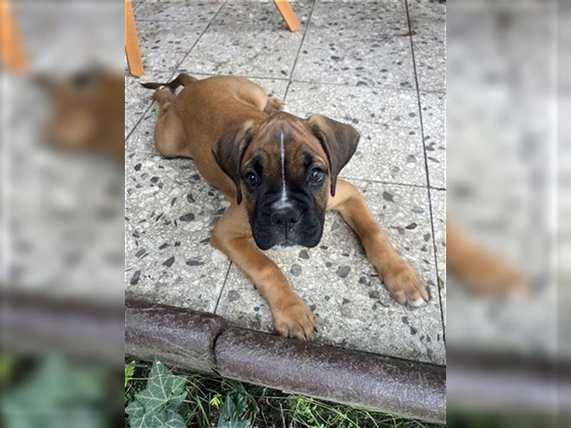 Wunderschöne Mixwelpen - Boxer -Boxer/Cane Corso