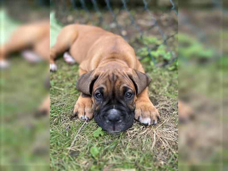 Wunderschöne Mixwelpen - Boxer -Boxer/Cane Corso