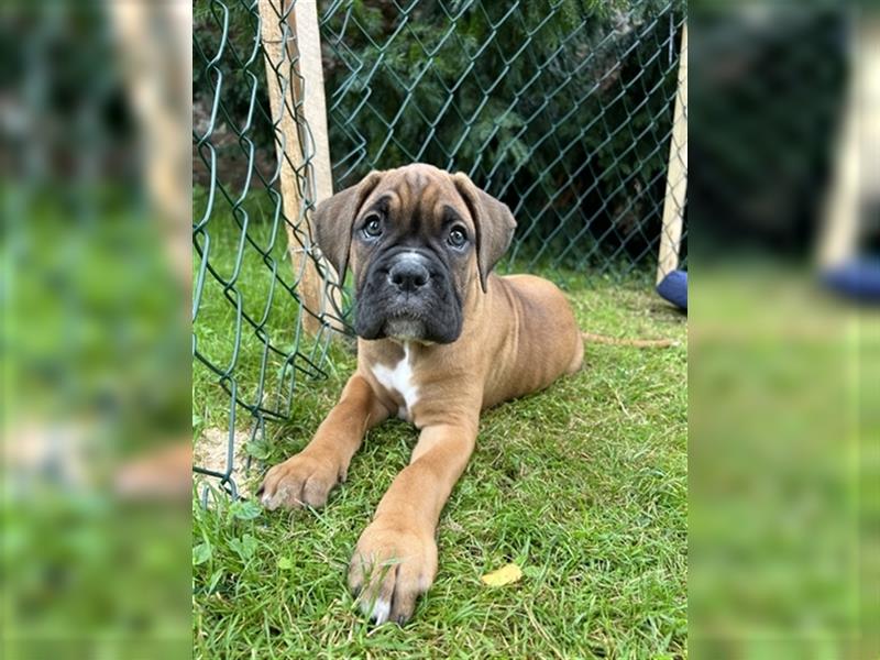 Wunderschöne Mixwelpen - Boxer -Boxer/Cane Corso