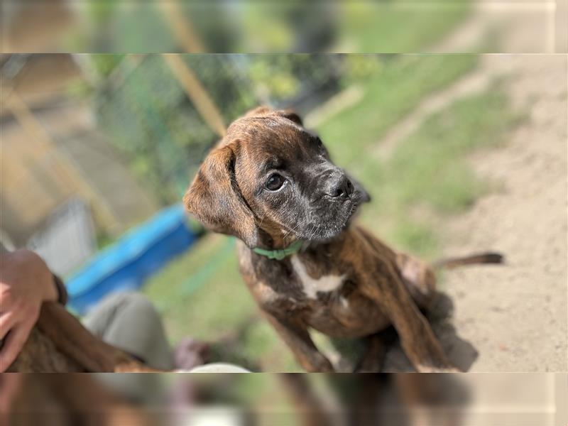 Boxer Welpen gestromt  rüde und Weibchen