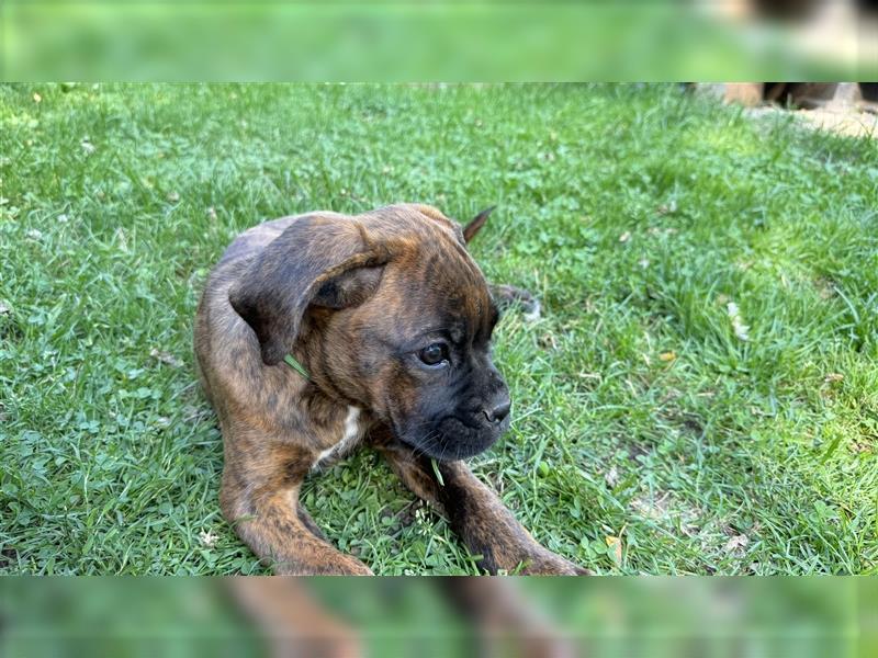 Boxer Welpen gestromt  rüde und Weibchen