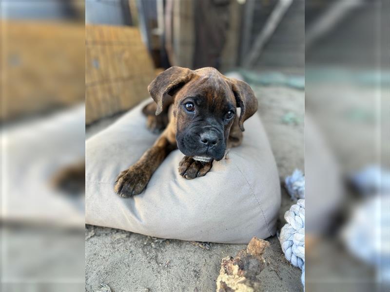 Boxer Welpen gestromt  rüde und Weibchen