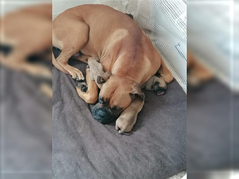 Deutsche Boxer Welpen (  3 Stück )