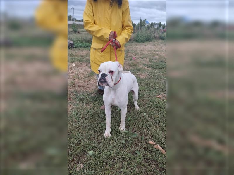 Spyke sucht Boxer Liebhaber