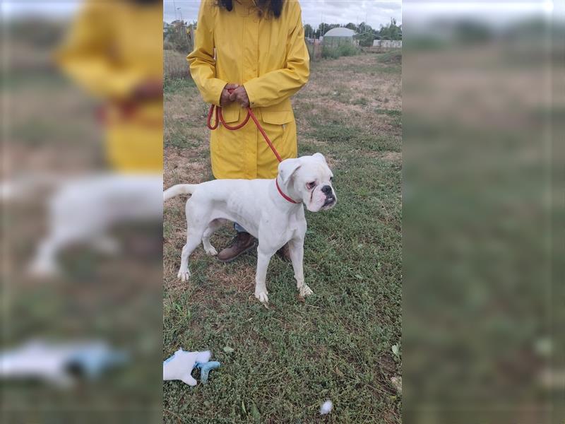 Spyke sucht Boxer Liebhaber