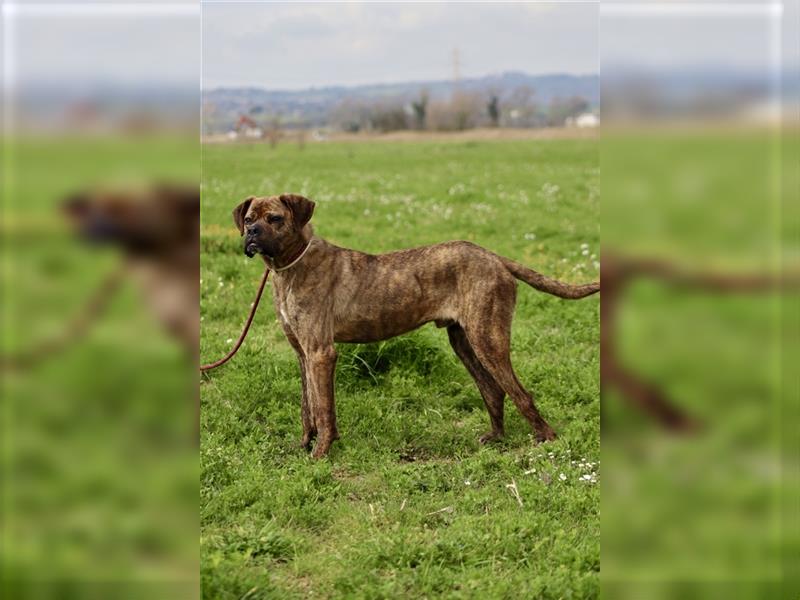 Parmenio - neugieriger junger Rüde sucht ein Zuhause