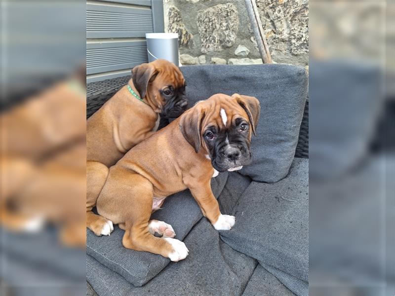 Deutscher Boxer Welpen auszugsweise!