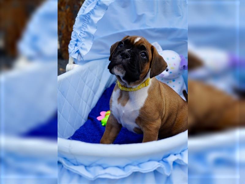 Deutscher Boxer Welpen auszugsweise!