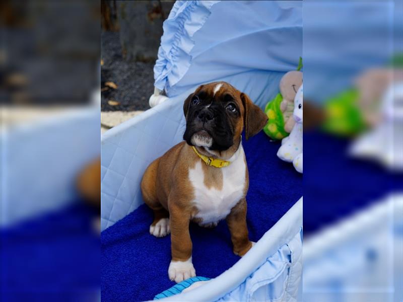 Deutscher Boxer Welpen auszugsweise!