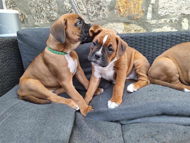 Deutscher Boxer Welpen auszugsweise!