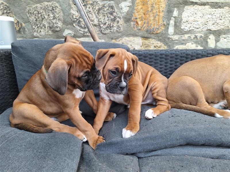 Deutscher Boxer Welpen auszugsweise!