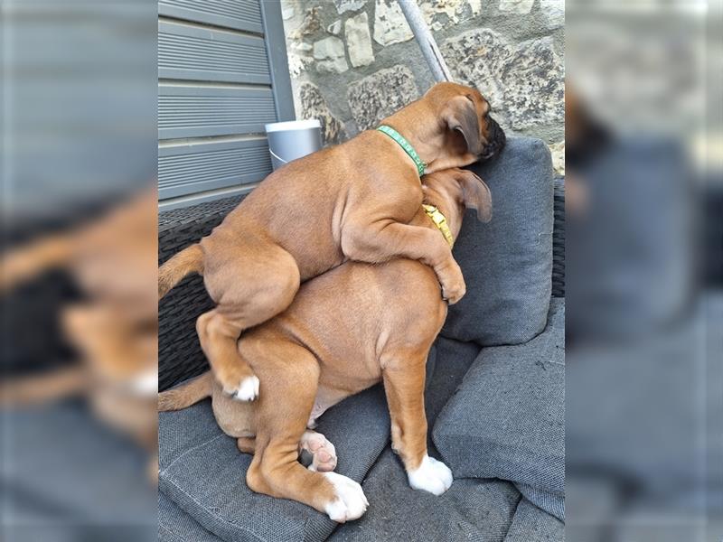 Deutscher Boxer Welpen auszugsweise!