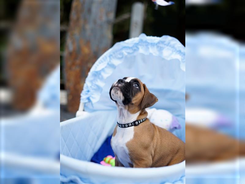 Deutscher Boxer Welpen auszugsweise!