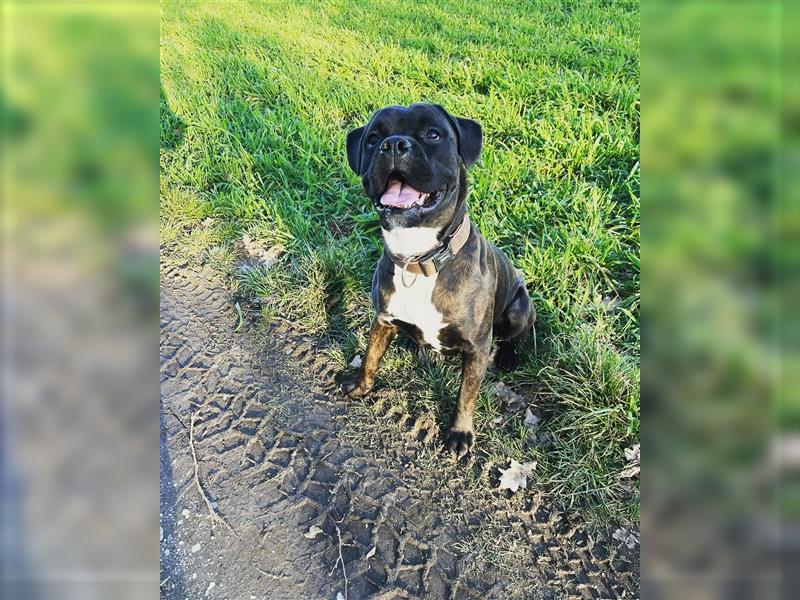 Boxer Mischling in liebevolle Hände abzugeben