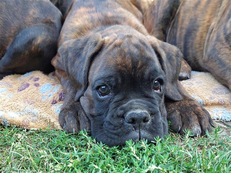 Boxerwelpen mit BK/ VDH Papieren