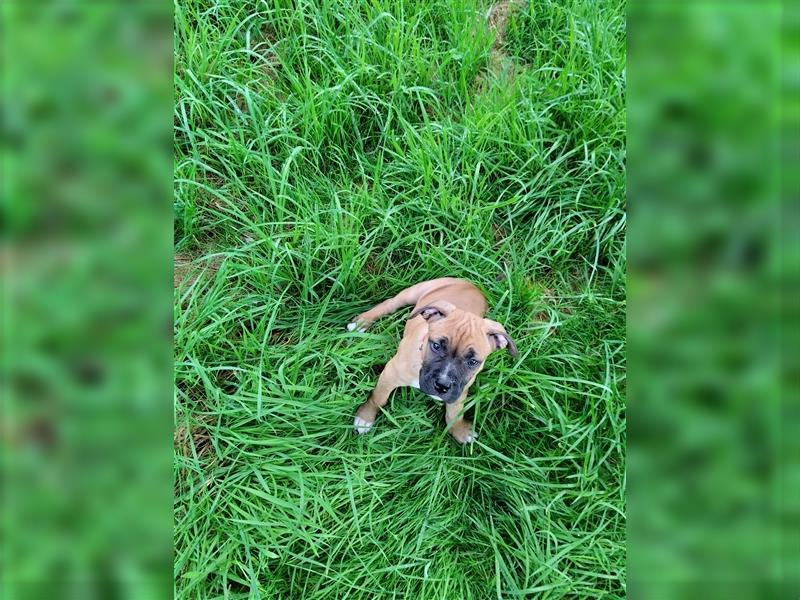 Welpe Old English Bulldogge+Boxer Mix, 9 Wochen