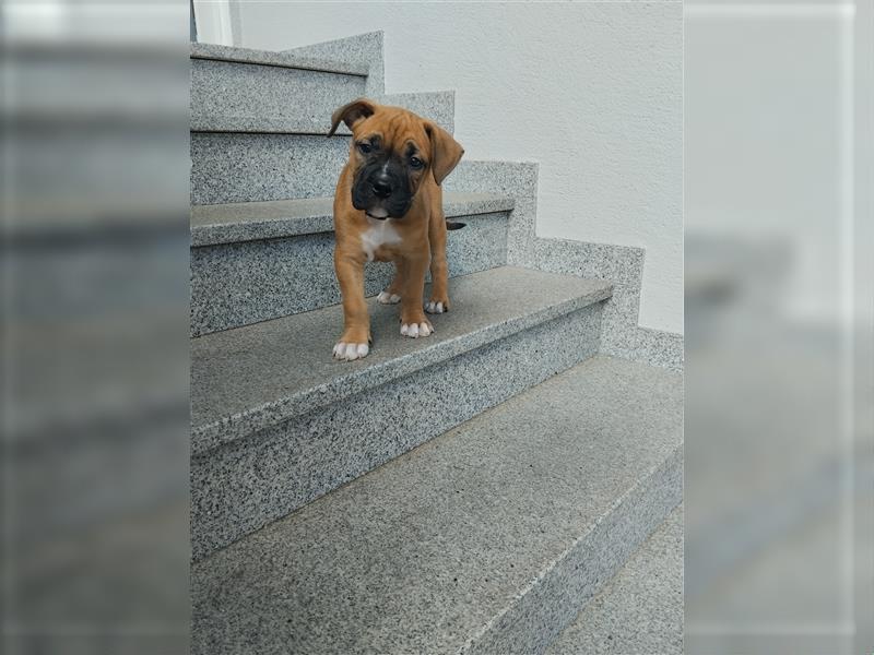 Welpe Old English Bulldogge+Boxer Mix, 9 Wochen