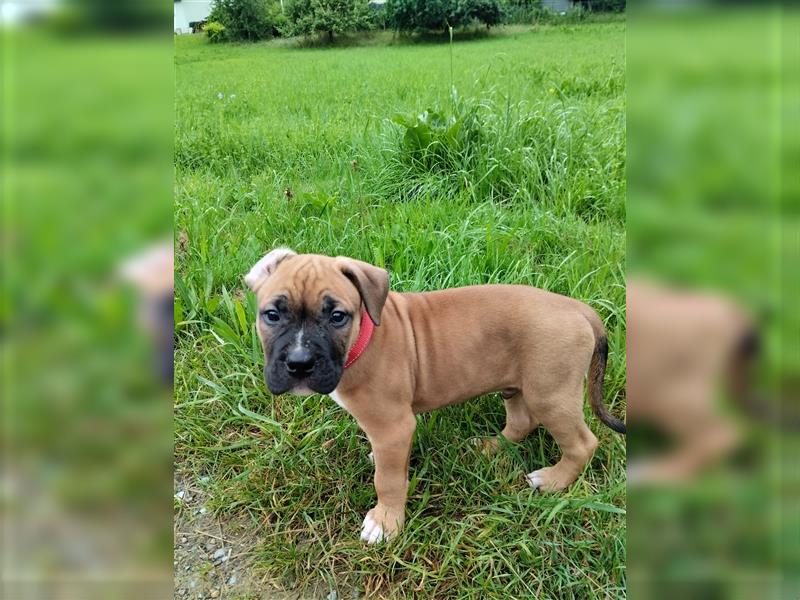 Welpe Old English Bulldogge+Boxer Mix, 9 Wochen