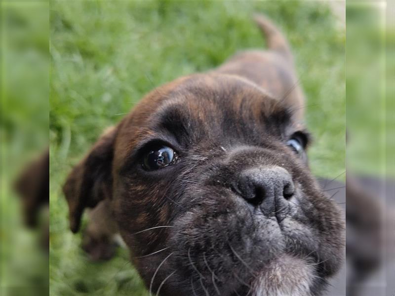 Reinrassige Boxer Welpen